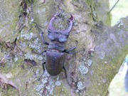 Kdo nám žije na zahrádce